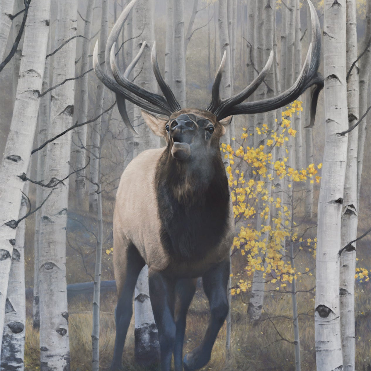 Emperor of the Woods II