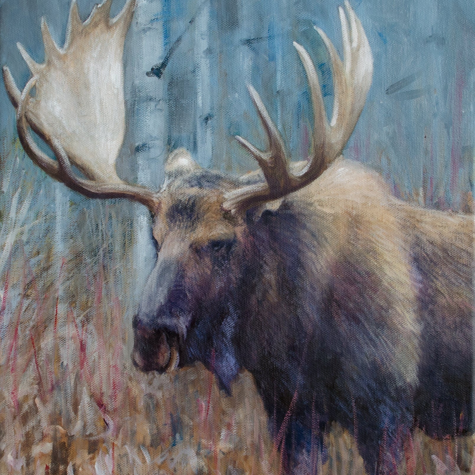 Fall Moose Study - Open Edition