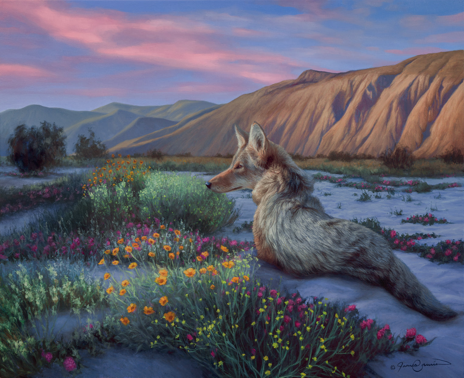 Desert Coyote