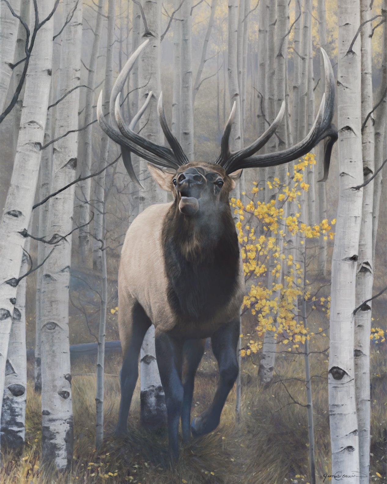 Emperor of the Woods II