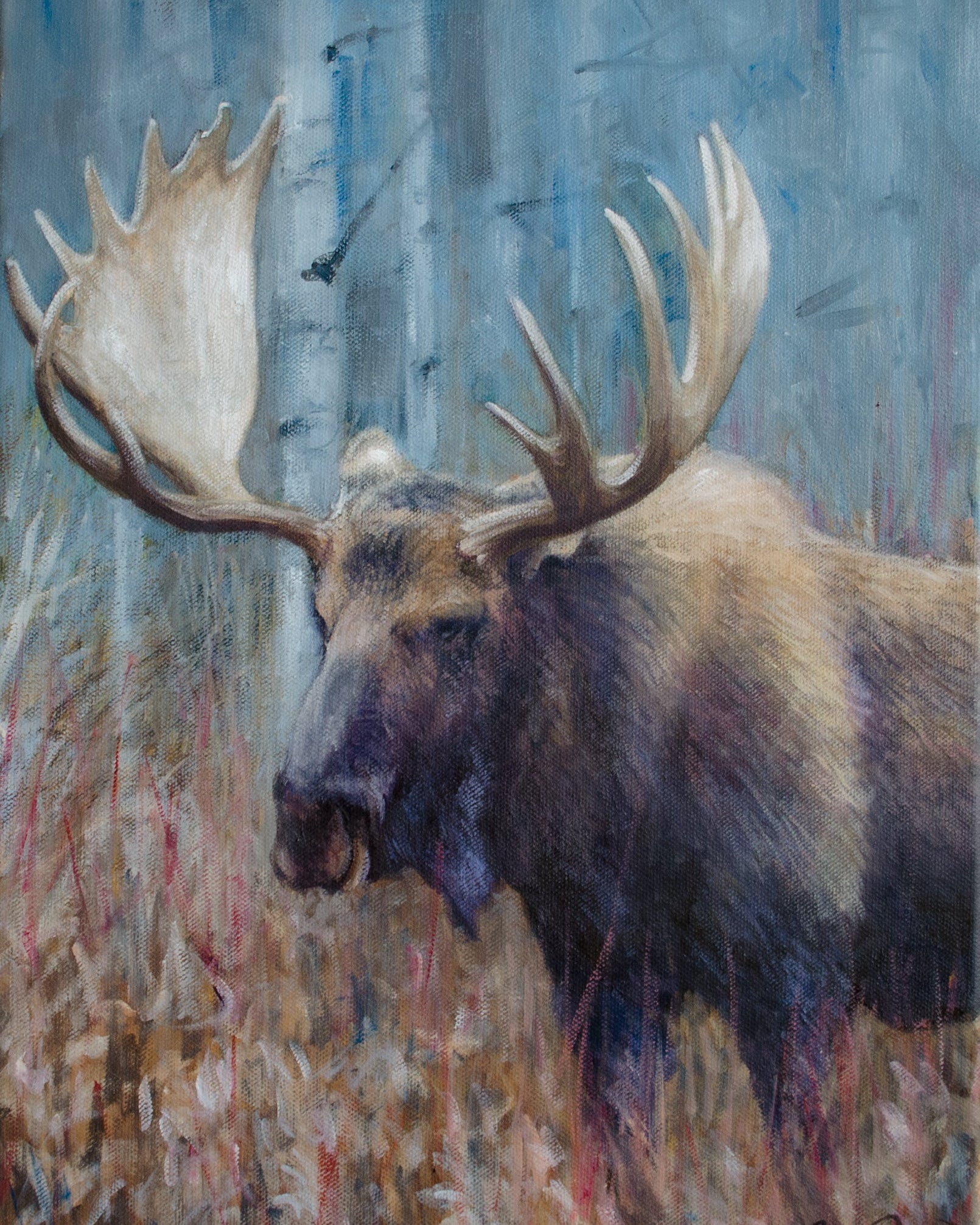 Fall Moose Study - Open Edition