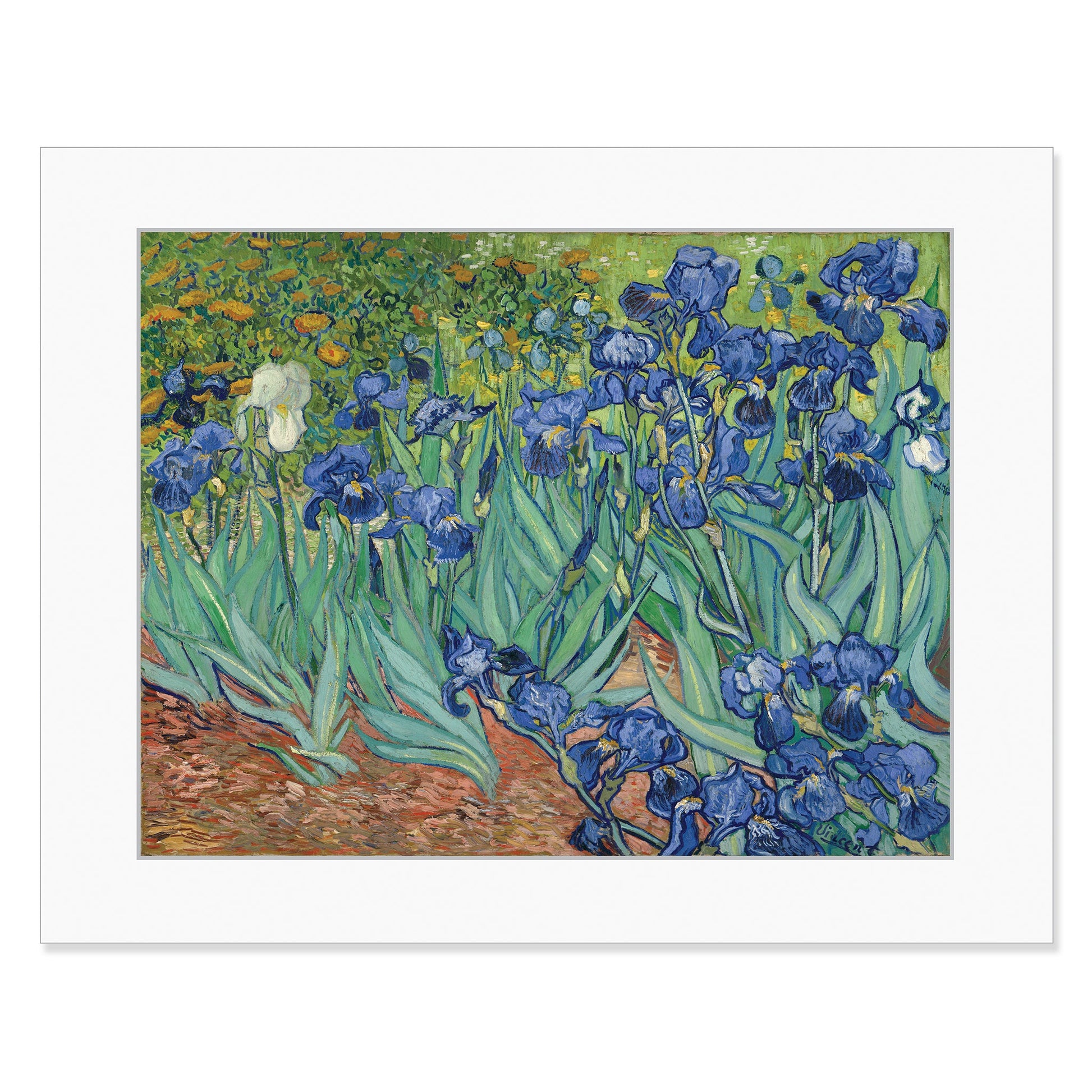 Van Gogh - Irises - 11" x 14" Matted Print