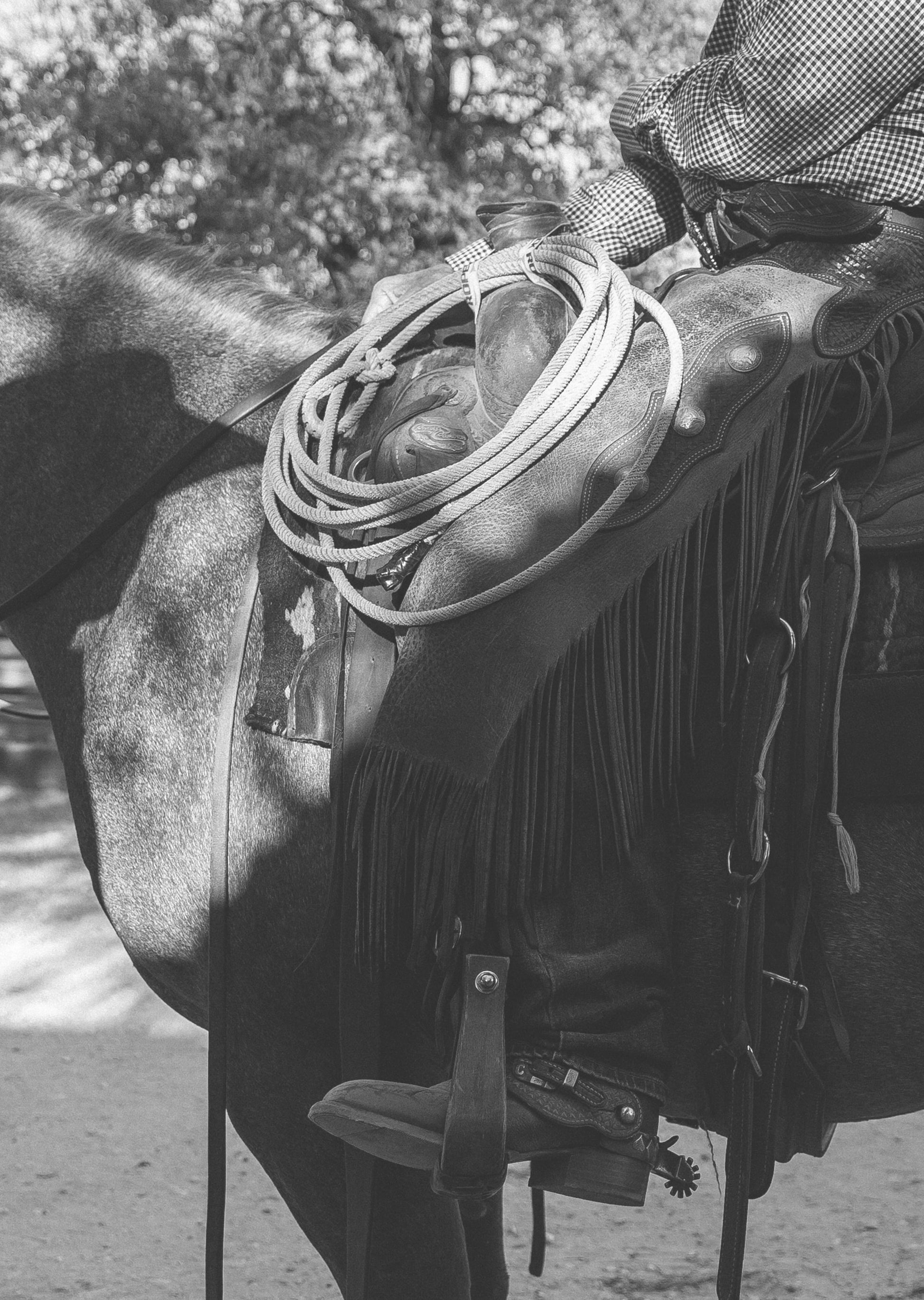 Saddle Up